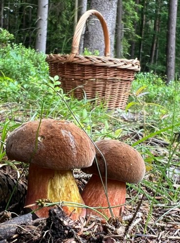 HŘIB KOVÁŘ (Neoboletus luridiformis) FOTO: Lada Černá