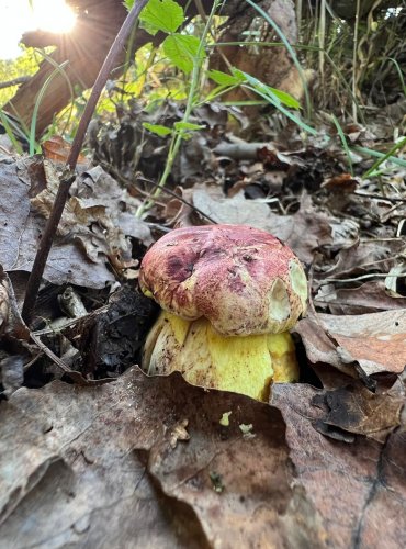 HŘIB KRÁLOVSKÝ (Butyriboletus regius) § - zákonem chráněný kriticky ohrožený druh, zapsán v Červeném seznamu hub (makromycetů) České republiky v kategorii VU – zranitelný druh, FOTO: Lada Černá