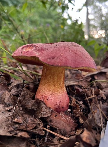 HŘIB LE GALOVÉ (Rubroboletus legaliae) zapsán v Červeném seznamu hub (makromycetů) v kategorii NT – téměř ohrožený druh, FOTO: Lada Černá