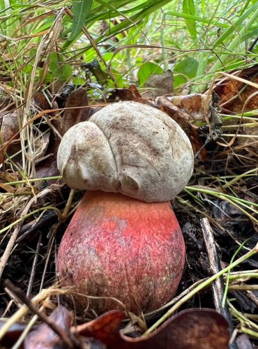HŘIB LE GALOVÉ (Rubroboletus legaliae) zapsán v Červeném seznamu hub (makromycetů) v kategorii NT – téměř ohrožený druh, FOTO: Lada Černá