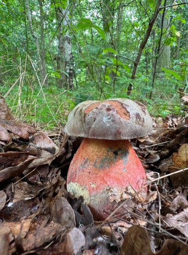HŘIB LE GALOVÉ (Rubroboletus legaliae) zapsán v Červeném seznamu hub (makromycetů) v kategorii NT – téměř ohrožený druh, FOTO: Lada Černá