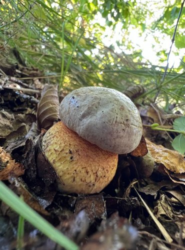 HŘIB NACHOVÝ (Rubroboletus rhodoxanthus) zapsán v Červeném seznamu hub (makromycetů) České republiky v kategorii EN – ohrožený druh, FOTO: Lada Černá