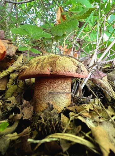 HŘIB NACHOVÝ (Rubroboletus rhodoxanthus) zapsán v Červeném seznamu hub (makromycetů) České republiky v kategorii EN – ohrožený druh, FOTO: Lada Černá