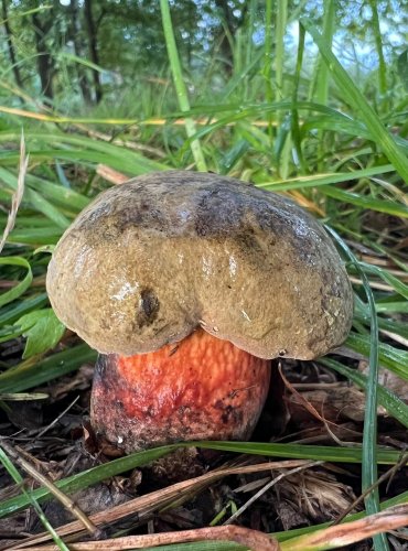HŘIB POLOSÍŤKOVANÝ (Suillellus mendax) FOTO: Lada Černá