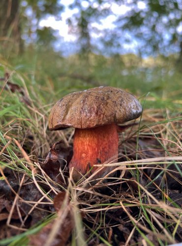 HŘIB POLOSÍŤKOVANÝ (Suillellus mendax) FOTO: Lada Černá