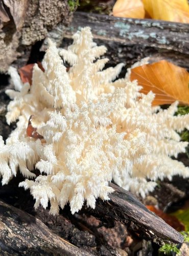 KORÁLOVEC BUKOVÝ (Hericium coralloides) FOTO: Lada Černá