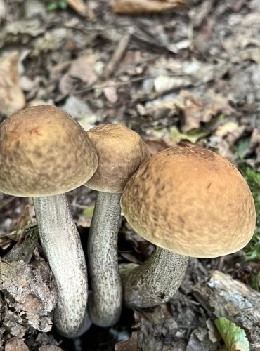 KOZÁK HABROVÝ (Leccinum pseudoscabrum) FOTO: Lada Černá