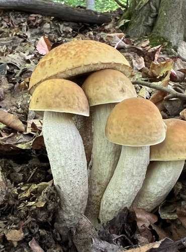 KOZÁK HABROVÝ (Leccinum pseudoscabrum) FOTO: Lada Černá