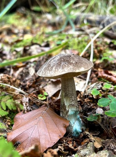 KOZÁK ŠEDOZELENÝ (Leccinum variicolor) (k. barvoměnný) FOTO: Lada Černá