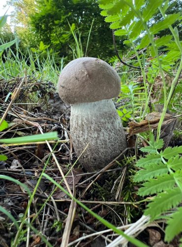 KOZÁK TOPOLOVÝ (Leccinum duriusculum) FOTO: Lada Černá