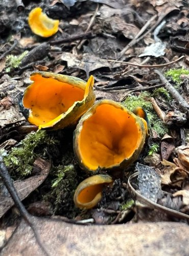KRASOČÍŠKA ŽLUTÁ (Caloschypa fulgens) v širším smyslu, zapsána v Červeném seznamu hub (makromycetů) České republiky v kategorii EN – ohrožený druh, FOTO: Lada Černá