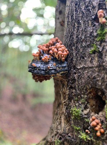 KŘEHUTKA VODOMILNÁ (Psathyrella piluliformis) FOTO: Lada Černá