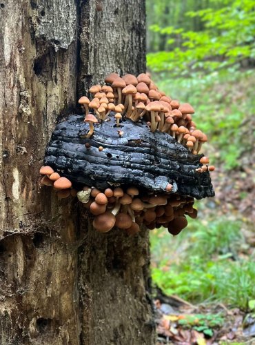KŘEHUTKA VODOMILNÁ (Psathyrella piluliformis) FOTO: Lada Černá