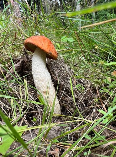 KŘEMENÁČ OSIKOVÝ (Leccinum rufum) FOTO: Lada Černá