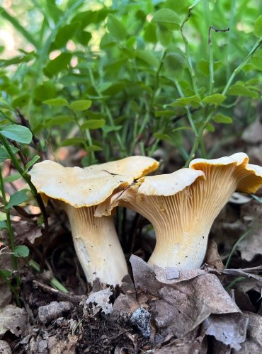 LIŠKA BLEDÁ (Cantharellus pallens) FOTO: Lada Černá