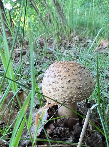 MUCHOMŮRKA RŮŽOVKA (Amanita rubescens) FOTO: Lada Černá
