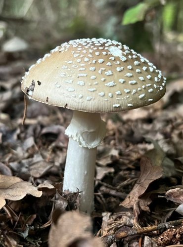 MUCHOMŮRKA TYGROVANÁ (Amanita pantherina) FOTO: Lada Černá