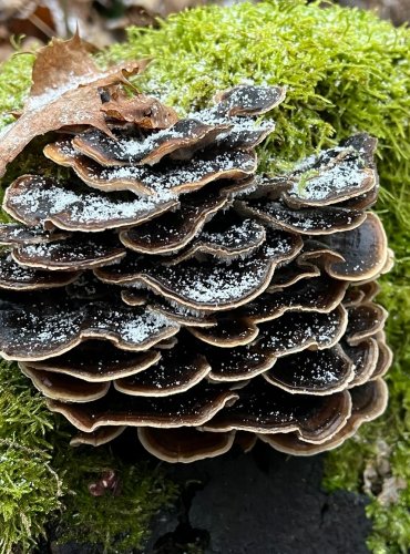 OUTKOVKA PESTRÁ (Trametes versicolor) FOTO: Lada Černá
