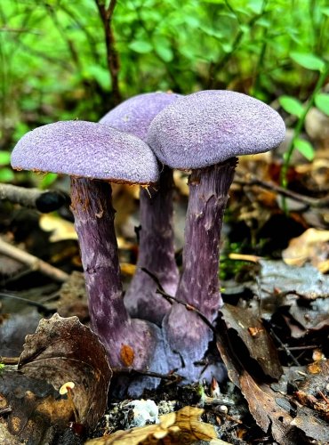 PAVUČINEC FIALOVÝ (Cortinarius violaceus) FOTO: Lada Černá