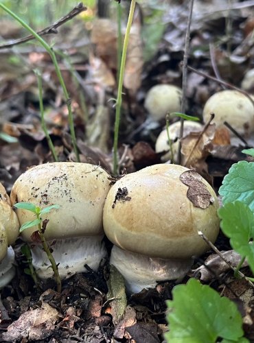 PAVUČINEC z podrodu pahřib (Phlegmacium) může to být víc druhů (barevně nejpodobnější je Cortinarius amoenolens), FOTO: Lada Černá

