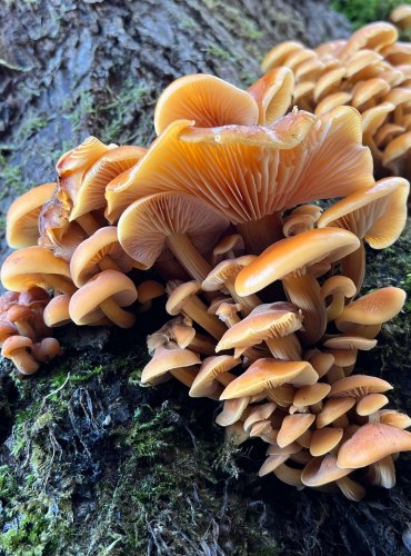 PENÍZOVKA SAMETONOHÁ (Flammulina velutipes) FOTO: Lada Černá