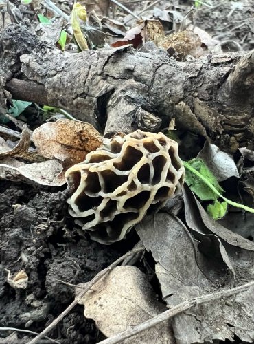 SMRŽ OBECNÝ (někdy oddělovaný pod jménem SMRŽ OBECNÝ TMAVÝ) FOTO: Lada Černá

