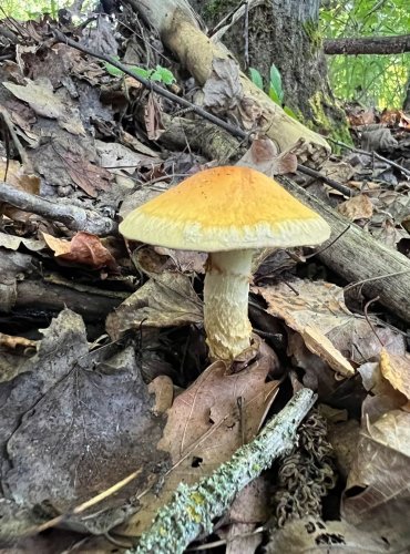 PAVUČINEC ZLATÝ (VÍTĚZNÝ) Cortinarius triumphans – FOTO: Lada Černá