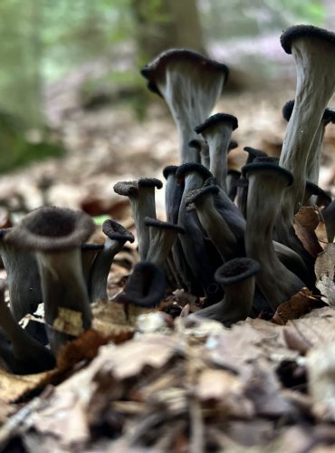 STROČEK TRUBKOVITÝ (Craterellus cornucopioides) FOTO: Lada Černá