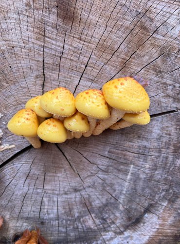 ŠUPINOVKA SLIZKÁ (Pholiota adiposa) FOTO: Lada Černá