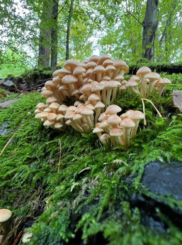TŘEPENITKA SVAZČITÁ (Hypholoma fasciculare) FOTO: Lada Černá