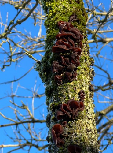 UCHO JIDÁŠOVO (Auricularia auricula-judae) FOTO: Lada Černá