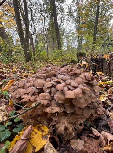 VĚJÍŘOVEC OBROVSKÝ (Meripilus giganteus) FOTO: Lada Černá