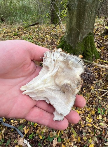 VĚJÍŘOVEC OBROVSKÝ (Meripilus giganteus) FOTO: Lada Černá